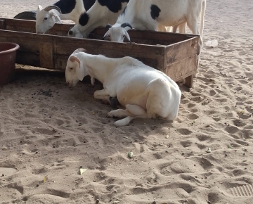 Moutons